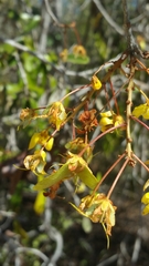 Acridocarpus excelsus
