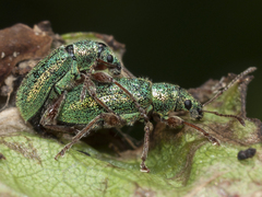 Phyllobius squamosus