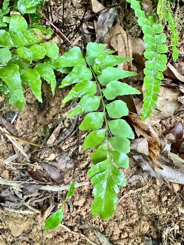 Lindsaea heterophylla iNat (2)