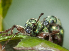 Phyllobius squamosus