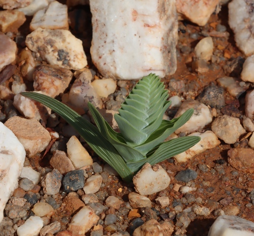 Image of Lapeirousia pyramidalis by (c) Tony Rebelo, some rights reserved (CC BY-SA)