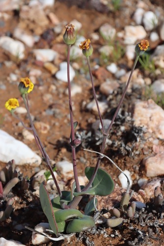 Othonna cuneata