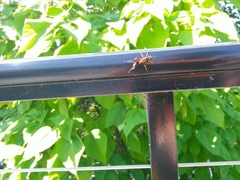 Sceliphron caementarium