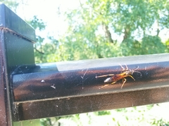 Sceliphron caementarium