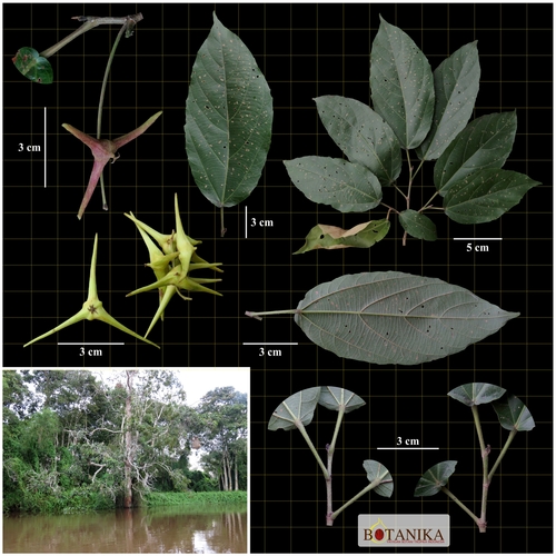 Mallotus sumatranus observed 2018-11-26