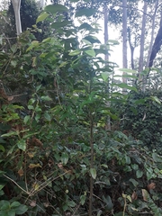 Eupomatia laurina