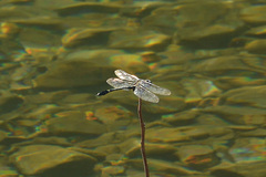 Gomphidia fukienensis