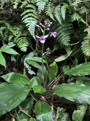 Calanthe masuca