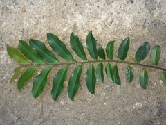 Eupomatia laurina
