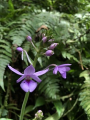 Calanthe masuca