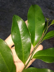 Eupomatia laurina