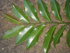 Eupomatia laurina