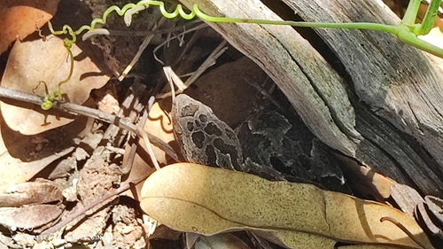 Mato Grosso Lancehead