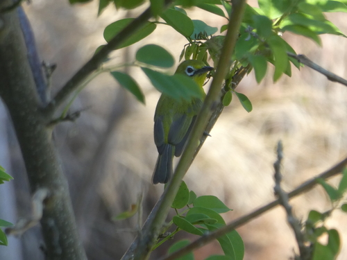 Lemon-bellied White-eye (Zosterops chloris), photo 7