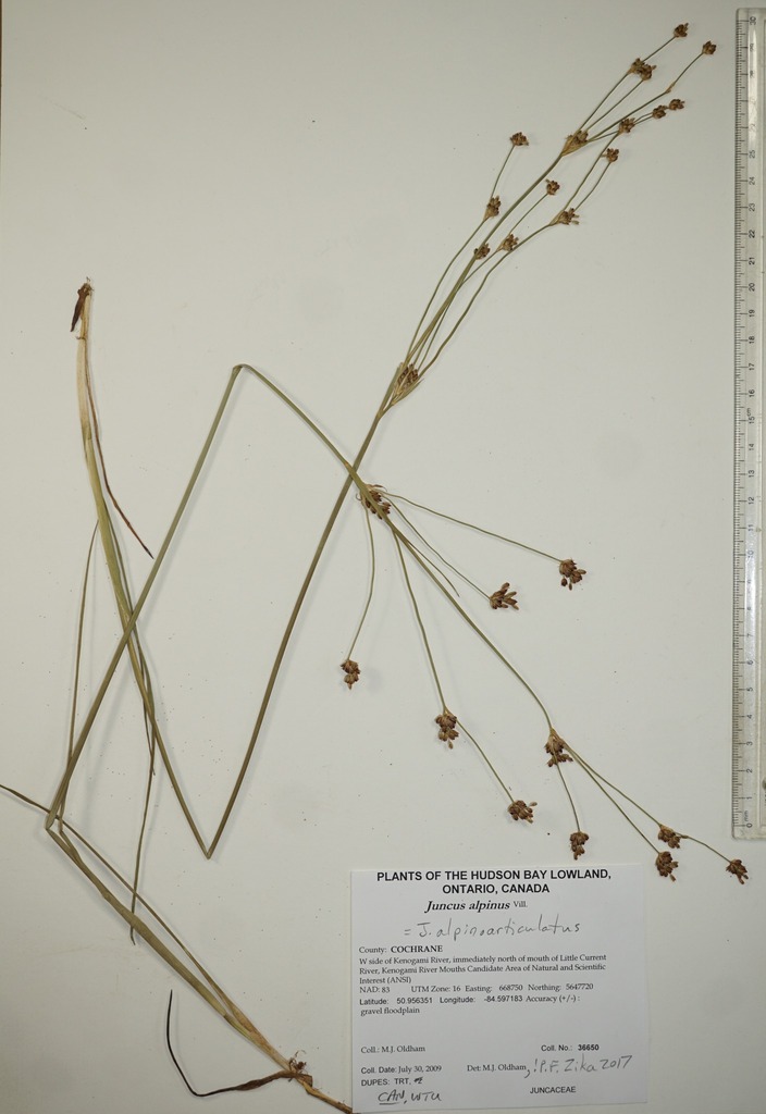 northern-green-rush-from-canada-ontario-cochrane-county-w-side-of