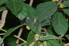 Asiagomphus septimus