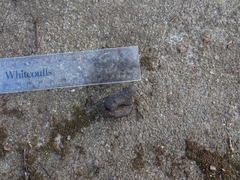 Trichosurus vulpecula