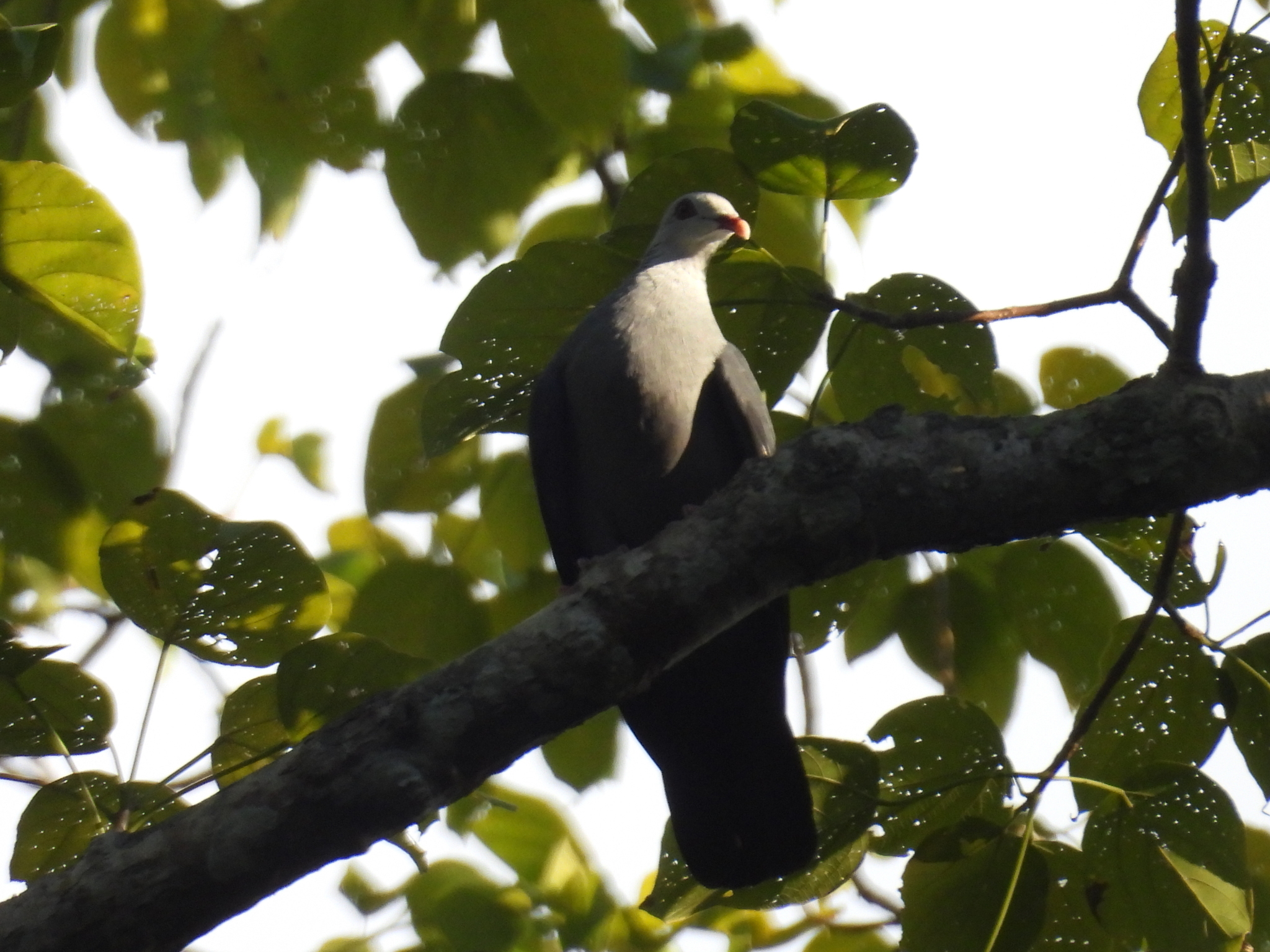 Andaman Wood Pigeon (Columba palumboides), photo 7