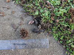Trichosurus vulpecula