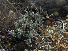 Erica xeranthemifolia