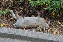 Oryctolagus cuniculus