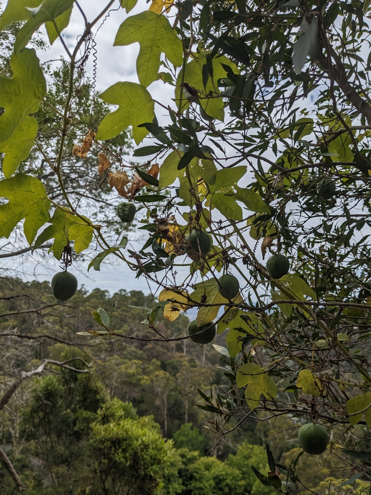 Imagem de Maracujá-vermelho