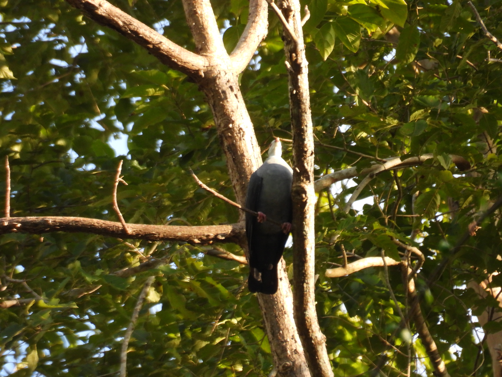Andaman Wood Pigeon (Columba palumboides), photo 8