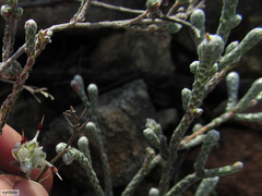 Erica xeranthemifolia