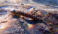 Parapercis millepunctata