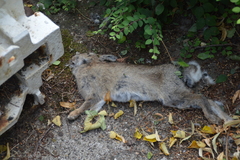 Oryctolagus cuniculus