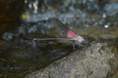 Archineura incarnata