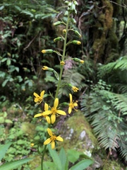 Ligularia kojimae