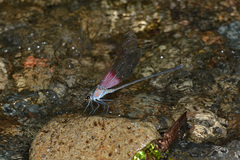 Archineura incarnata