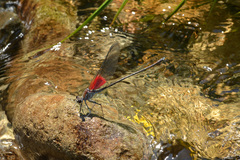 Archineura incarnata