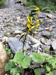 Ligularia kojimae