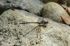 Asiagomphus septimus