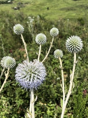 Echinops grijsii