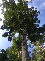 Artocarpus camansi
