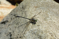 Asiagomphus septimus