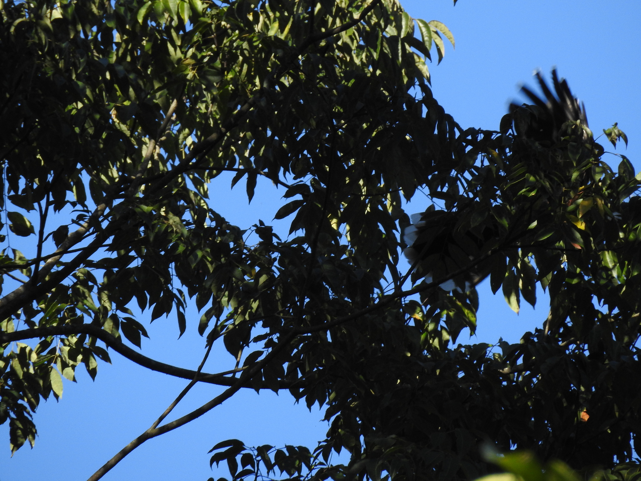 Austen's Brown Hornbill