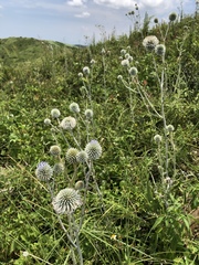 Echinops grijsii