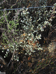Erica xeranthemifolia