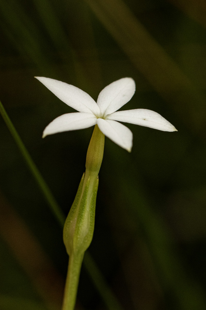 Exochaenium