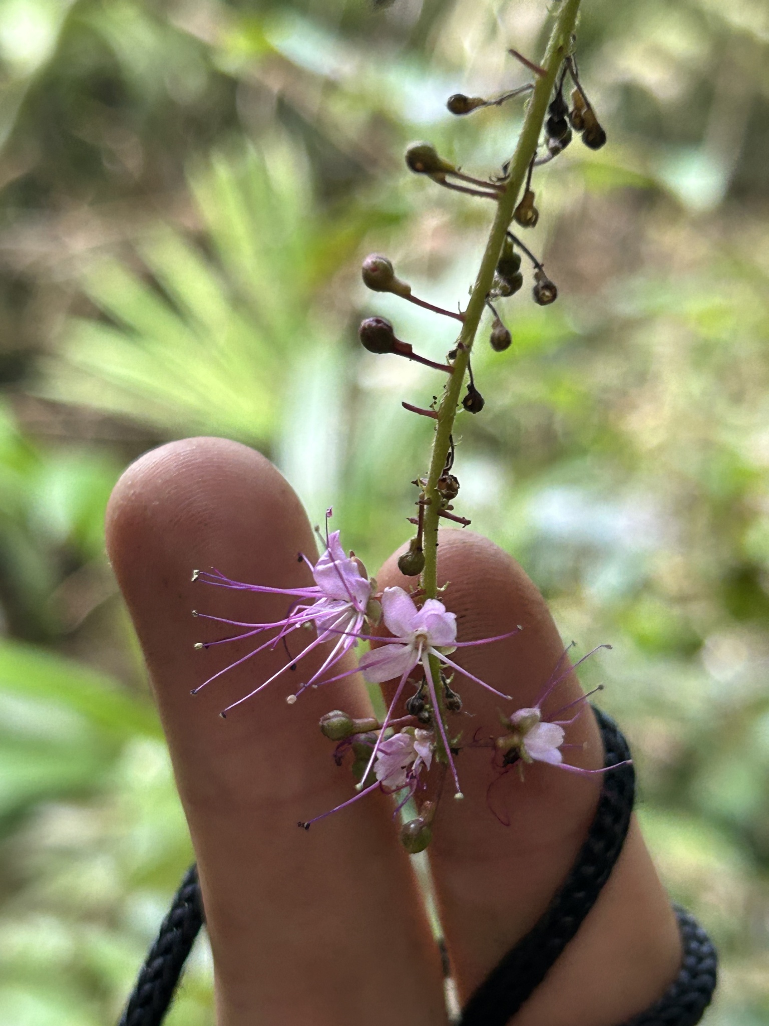 Imagem de Cereja-do-mato