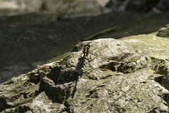 Labrogomphus torvus