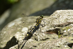Labrogomphus torvus