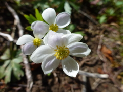 Anemonastrum biarmiense