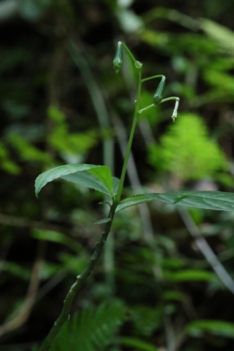 Image of Impatiens hongkongensis by no rights reserved