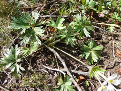 Anemonastrum biarmiense
