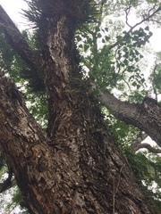 Hoya